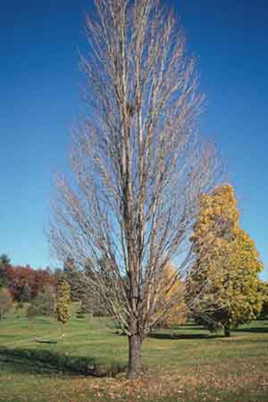 acer rubrum Bowhall